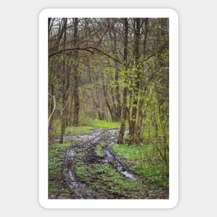 Hiking trail in the forest Sticker